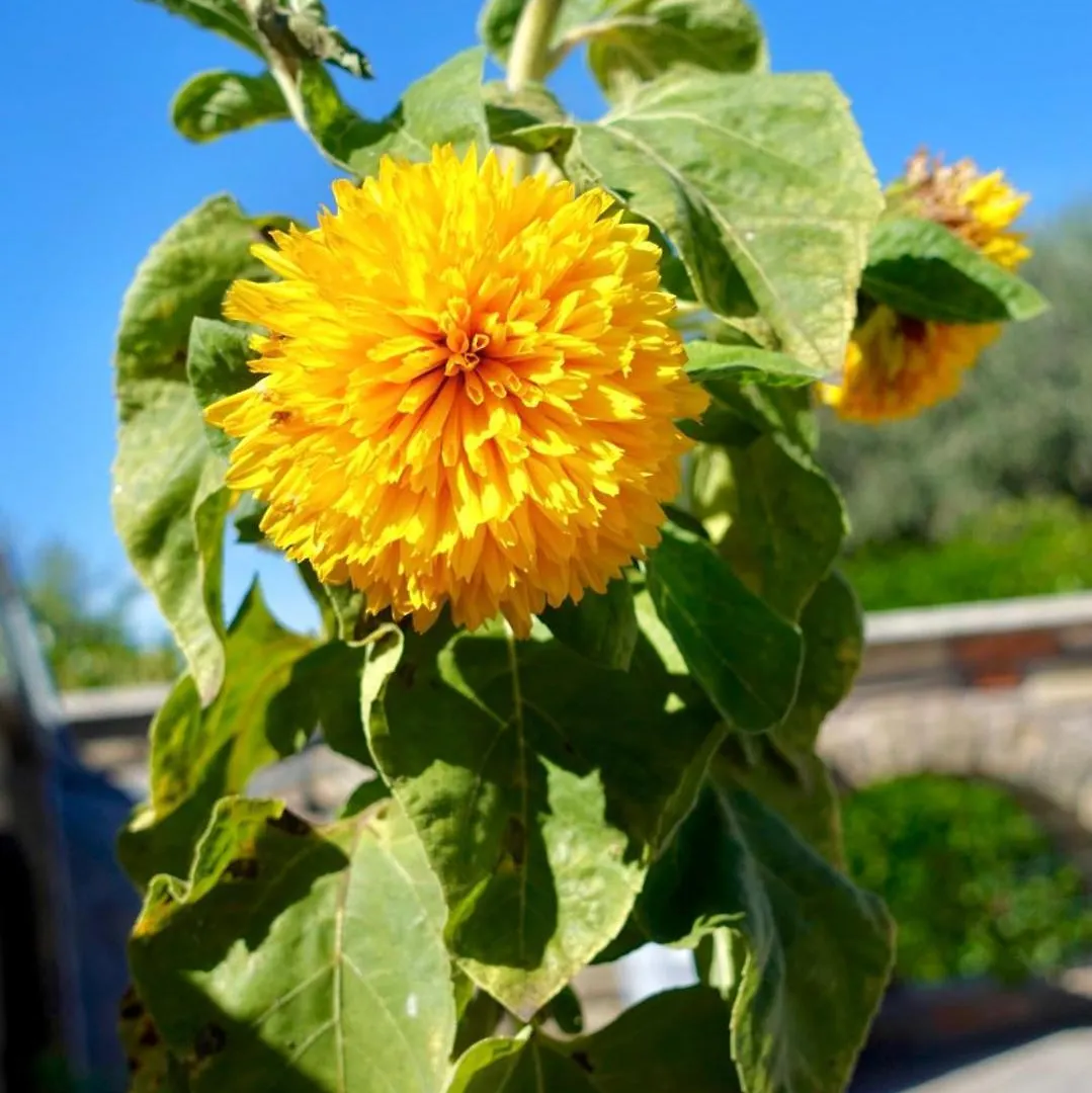 The Flower House Bed & Breakfast Rome Italy