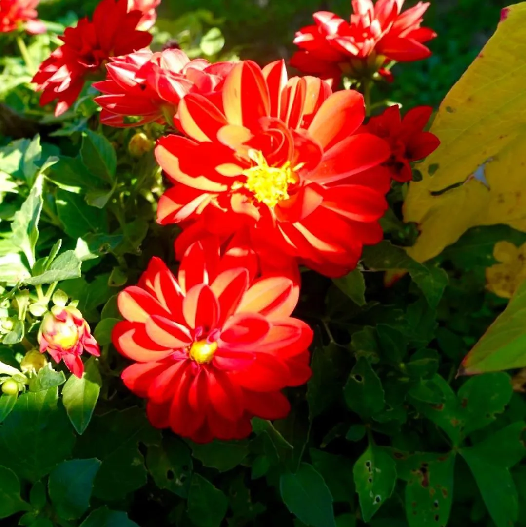 The Flower House Bed & Breakfast Rome